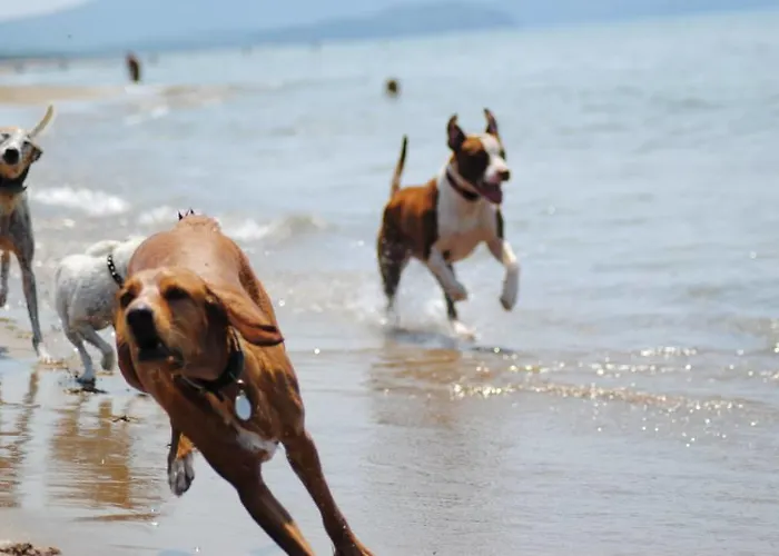 Agriturismo Masseto Hotel Campiglia Marittima